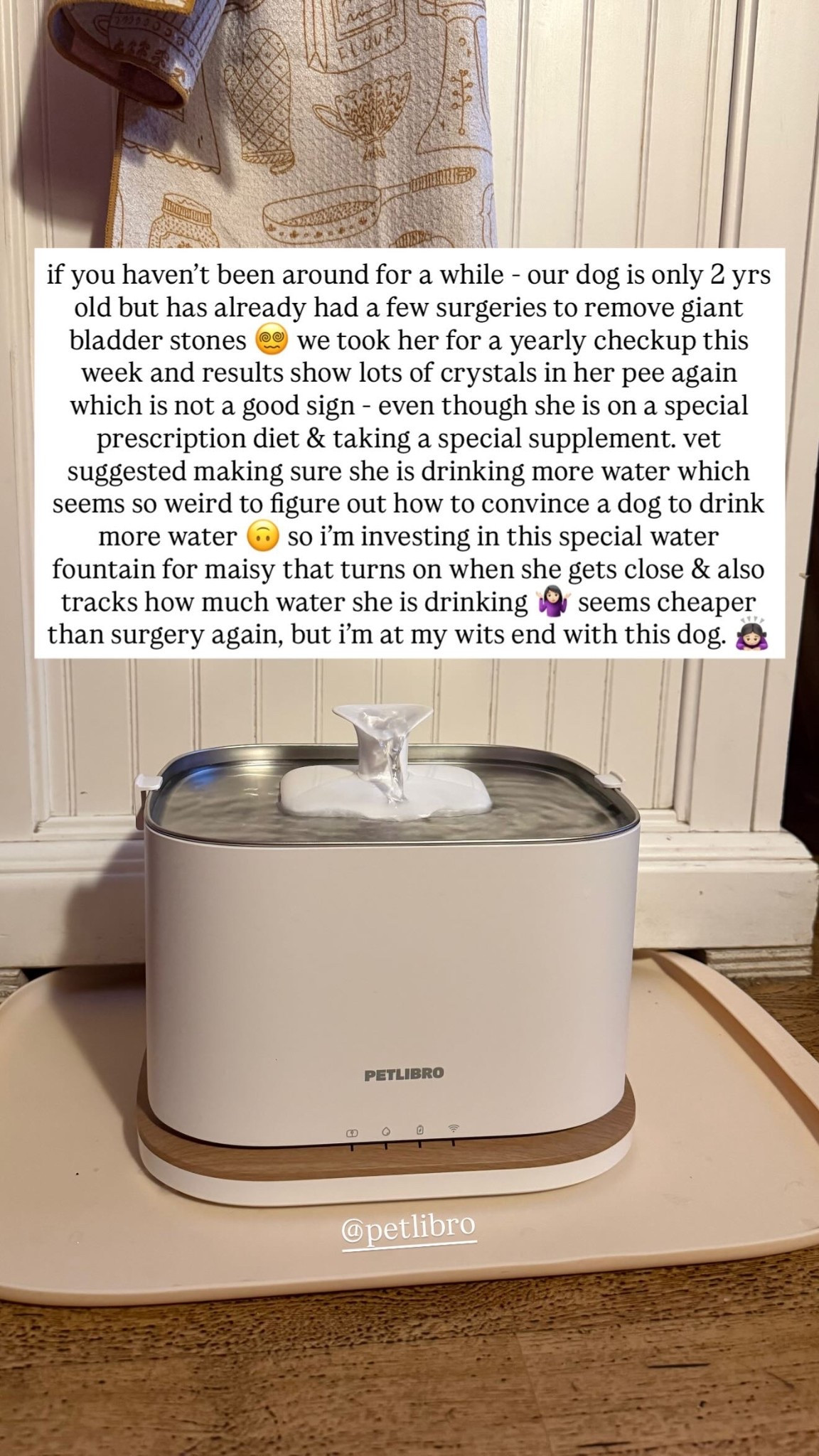 if you haven’t been around for a while - our dog is only 2 yrs old but has already had a few surgeries to remove giant bladder stones 😵‍💫 we took her for a yearly checkup this week and results show lots of crystals in her pee again which is not a good sign - even though she is on a special prescription diet & taking a special supplement. vet suggested making sure she is drinking more water which seems so weird to figure out how to convince a dog to drink more water 🙃 so i’m investing in this special water fountain for maisy that turns on when she gets close & also tracks how much water she is drinking 🤷🏻‍♀️ seems cheaper than surgery again, but i’m at my wits end with this dog. 🙇🏻‍♀️ @petlibro

#LTKdayinmylife #LTKHome #LTKstorytime