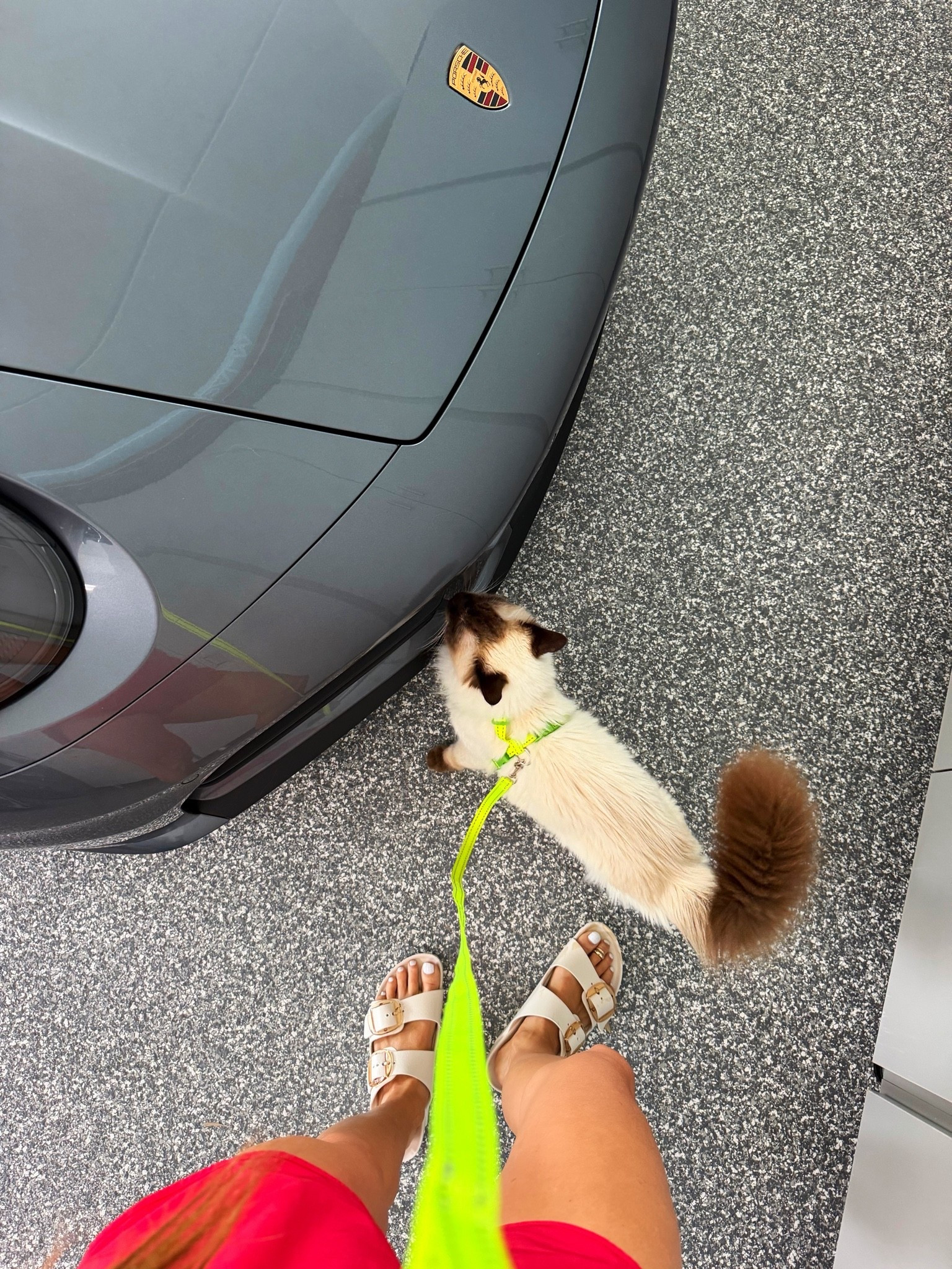Some cats chase mice. Mine conducts daily Porsche inspections. 💅🐱🏎️

#LTKdayinmylife #LTKstorytime #LTKmomlife