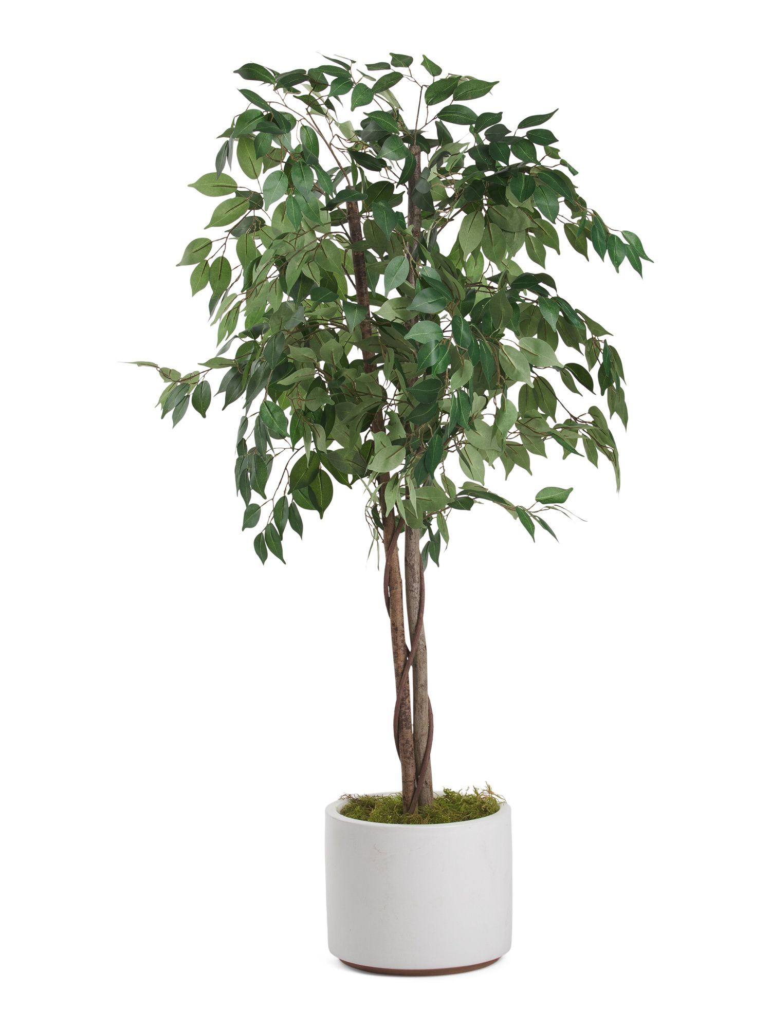 5ft Ficus In Matte Pot | TJ Maxx