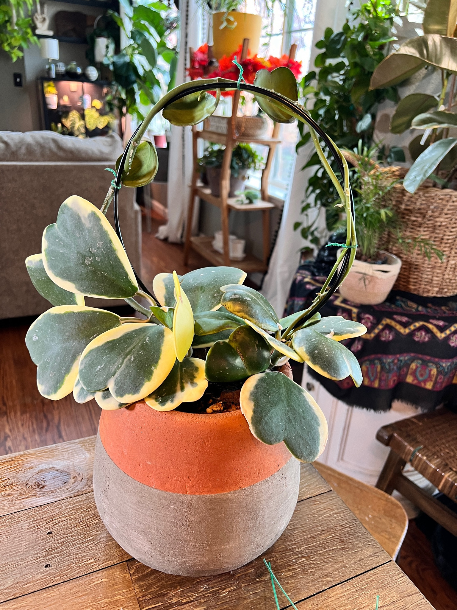 Adding a trellis to my hoya 

#LTKhome #LTKGiftGuide #LTKstyletip