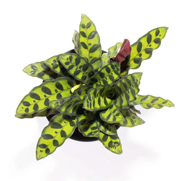 Calathea Rattlesnake Prayer Plant | Verdant Lyfe