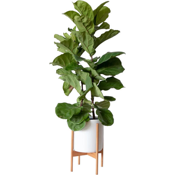 Large Fiddle Leaf Fig Bush, White Mid-Century Ceramic with Dark Wood Stand | Maisonette