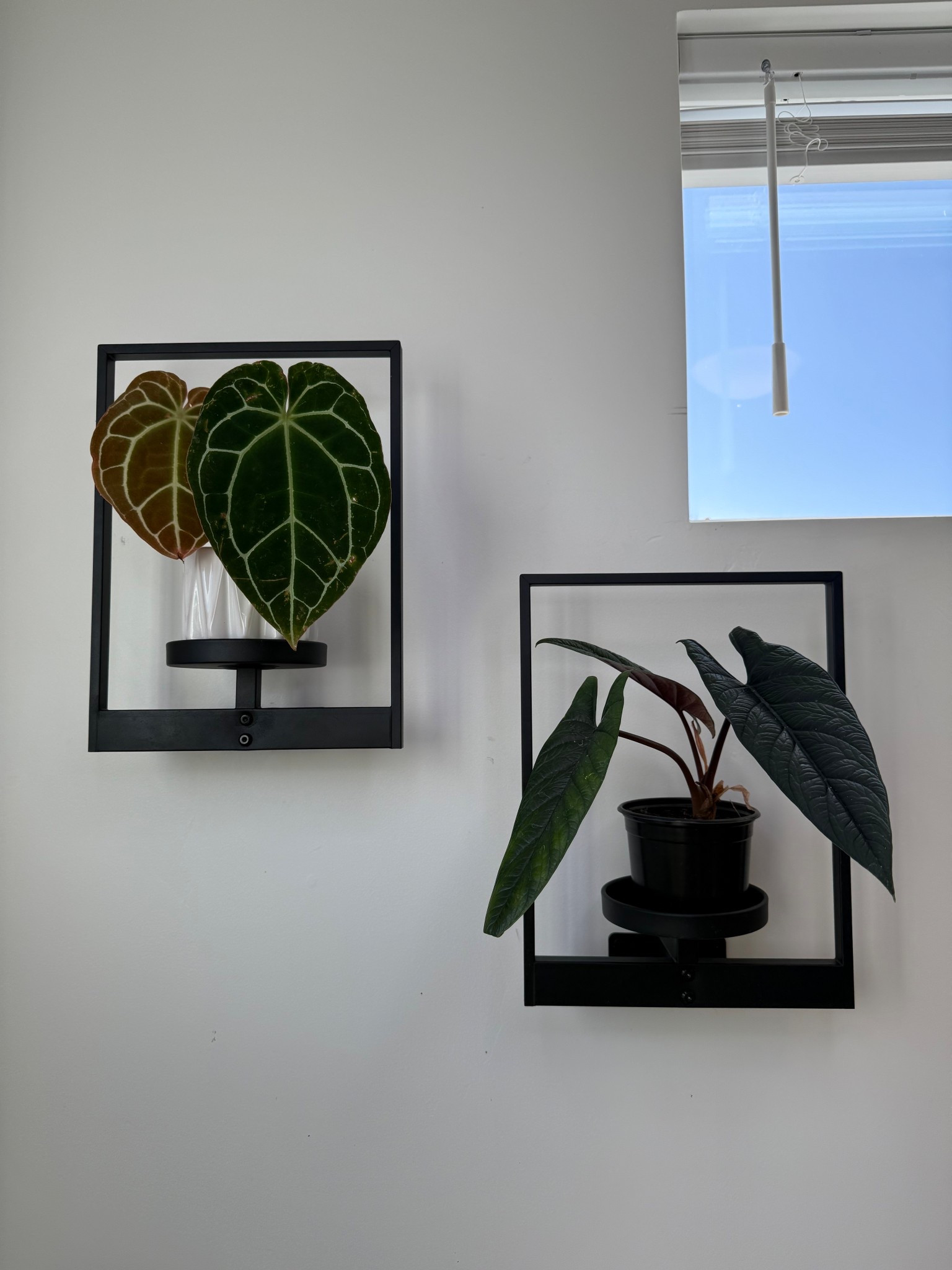 Wall houseplant hanger 🌿🌿

#LTKHome