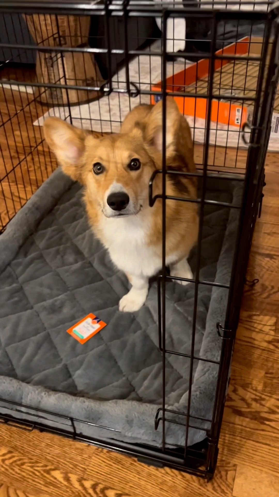 Loving his big boy crate

Dog pet wire crate

#LTKmomlife #LTKvlog #LTKstorytime