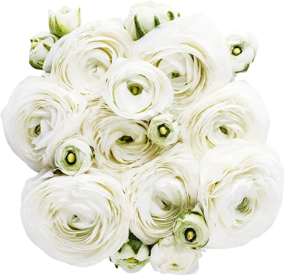 White French Peony Ranunculus - 12 Largest Size Corms | Amazon (US)
