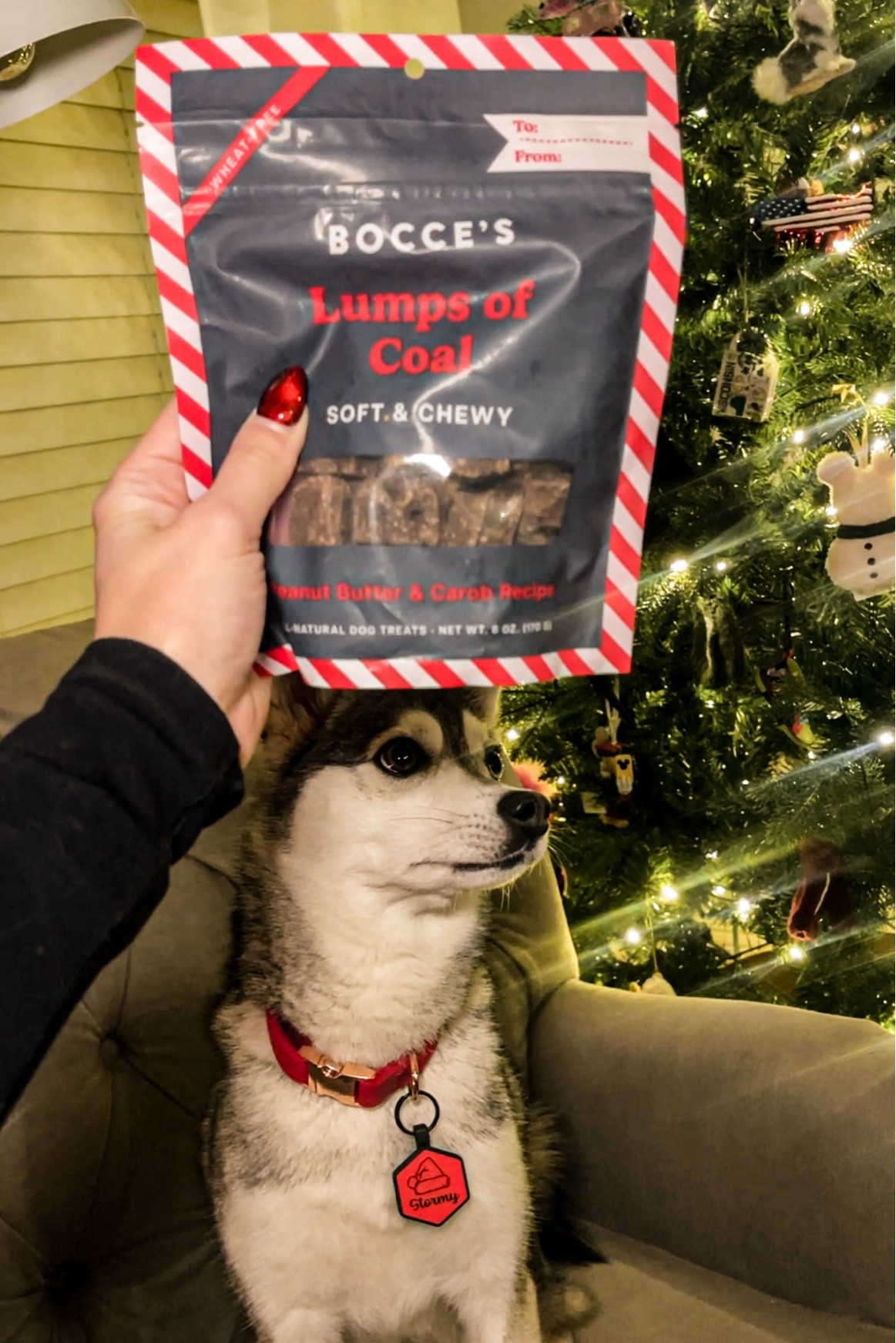 Coal for the naughty dogs 😂 


#LTKGiftGuide #LTKHoliday #LTKSeasonal