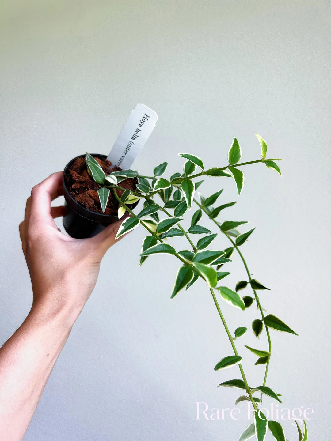 Hoya Bella Outer Variegated 3 US SELLER - Etsy | Etsy (US)