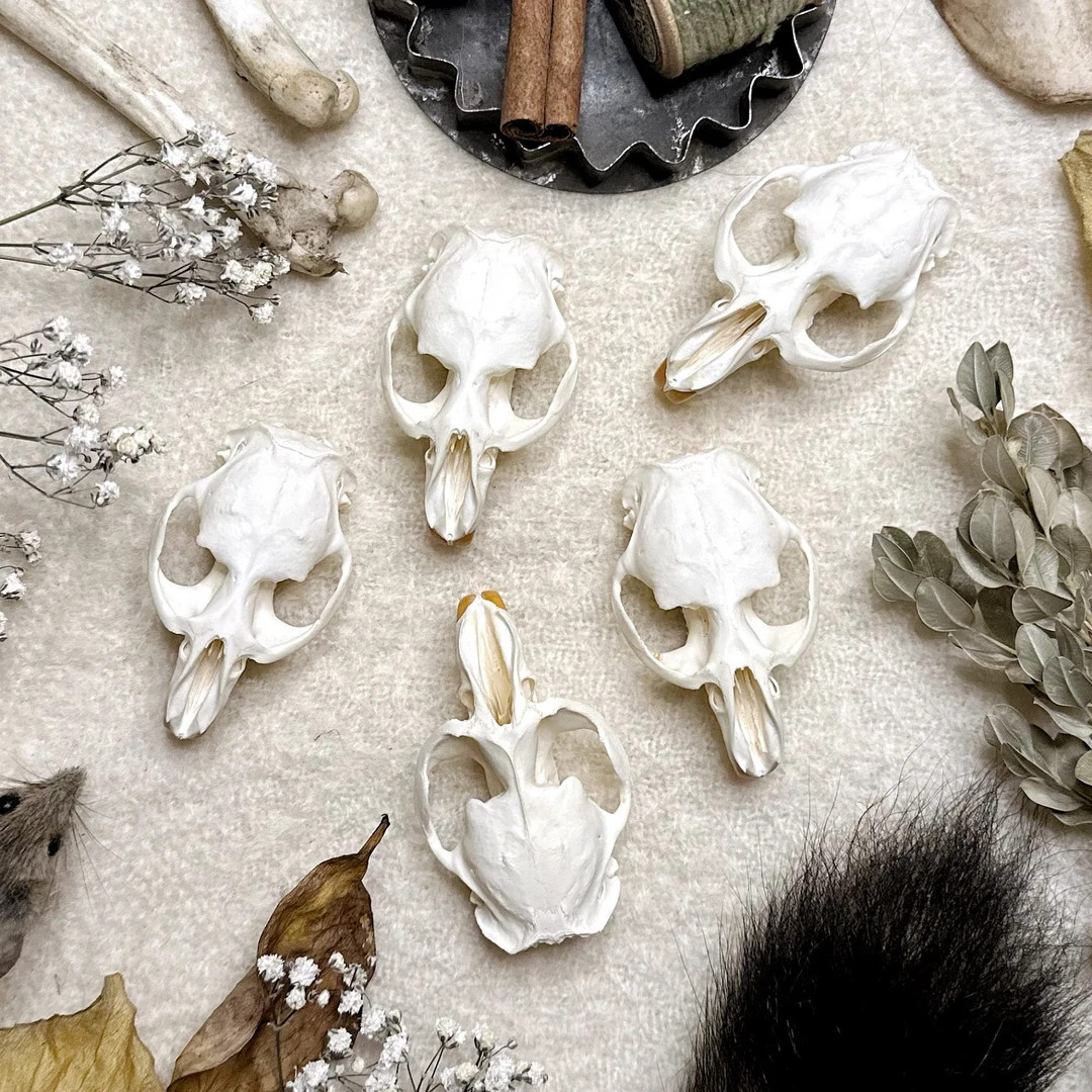 Real Muskrat Top Skull, Muskrat Bones, Natural History, Curiosity, Oddity, Real Animal Bones, Apo... | Etsy (US)