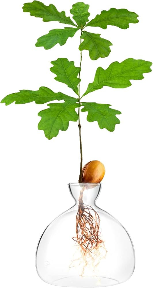 Acorn sprouting Seed Starter Planter Vase Terrariums Pot Acorn Tree Growing Kit Deco Glass Bulb P... | Amazon (US)