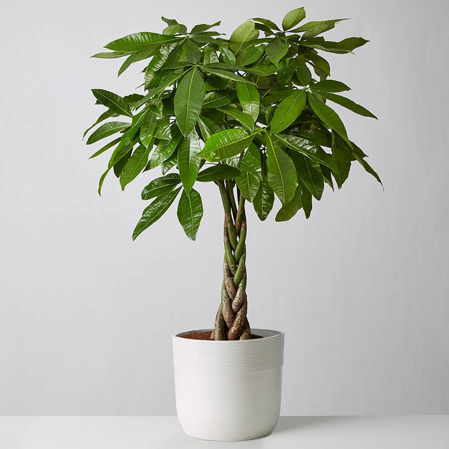 Money Tree Floor Plant | plants.com