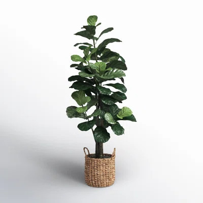 Fiddle Leaf Fig Tree with Basket | Wayfair North America