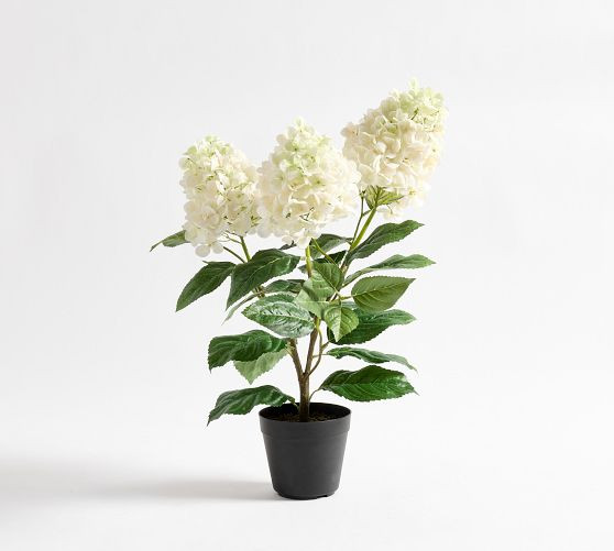 Faux Potted White Cone Hydrangea | Pottery Barn (US)
