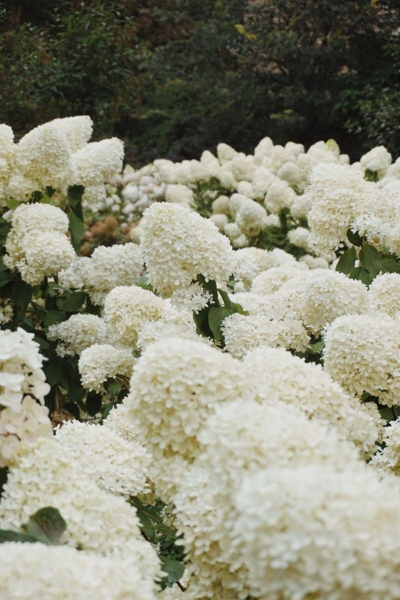 Filling your garden with hydrangea varieties ✨🌸📖 #hydrangeas #garden #gardening #summer #florals

#LTKHome