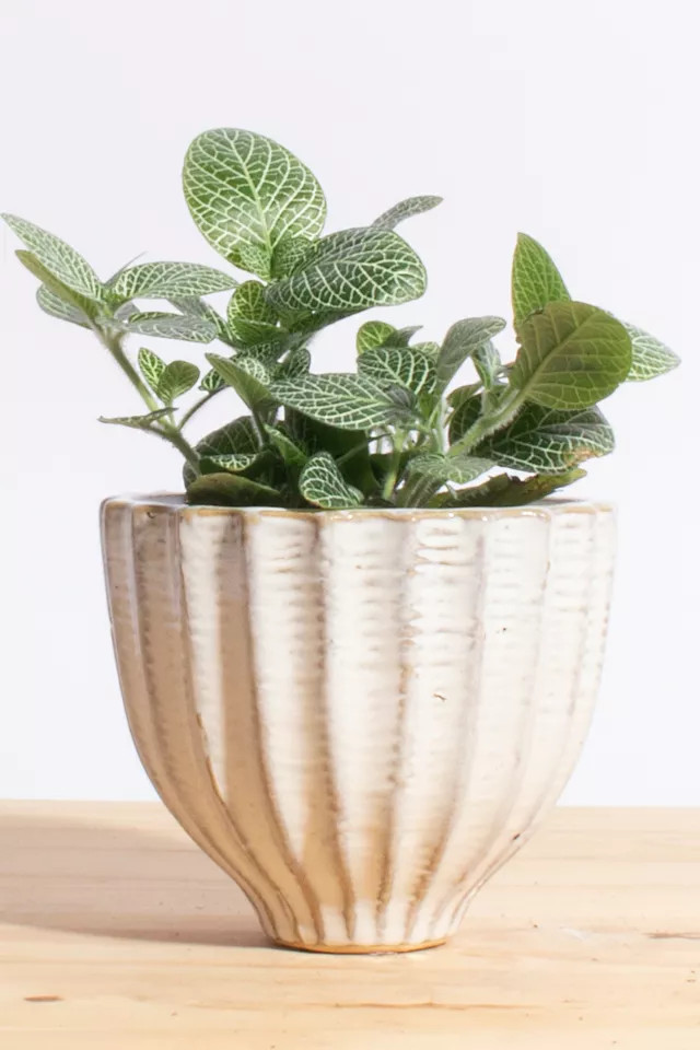 Home Botanicals Fittonia 'Green Nerve' Plant in Acorn Ceramic Planter | Urban Outfitters (US and RoW)