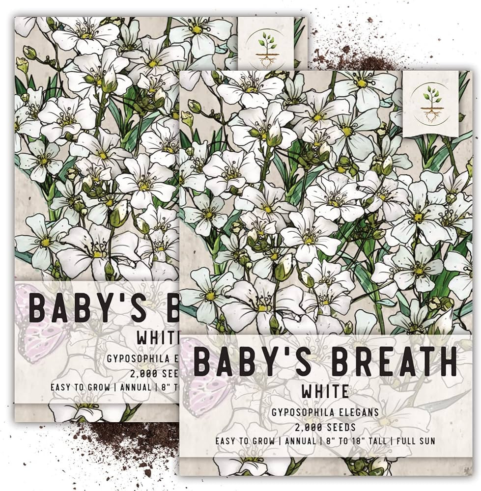 Seed Needs White Baby's Breath Seeds for Planting - Heirloom & Open Pollinated Annual Flowers - P... | Amazon (US)