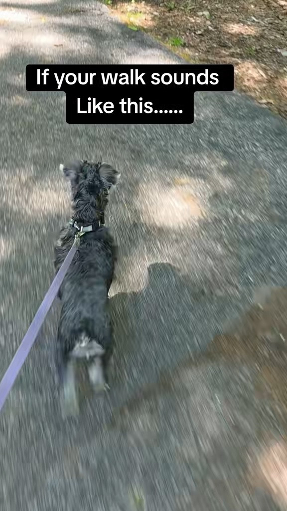 Did you know using a regular collar on a dog that pulls can actually cause pain and damage to their delicate neck and throat? The Australian anti pull harness by Dog Friendly Co. helps keep them from pulling and is a much more comfortable way to go for a walk. #dogharness #dogaccessories

#LTKHome