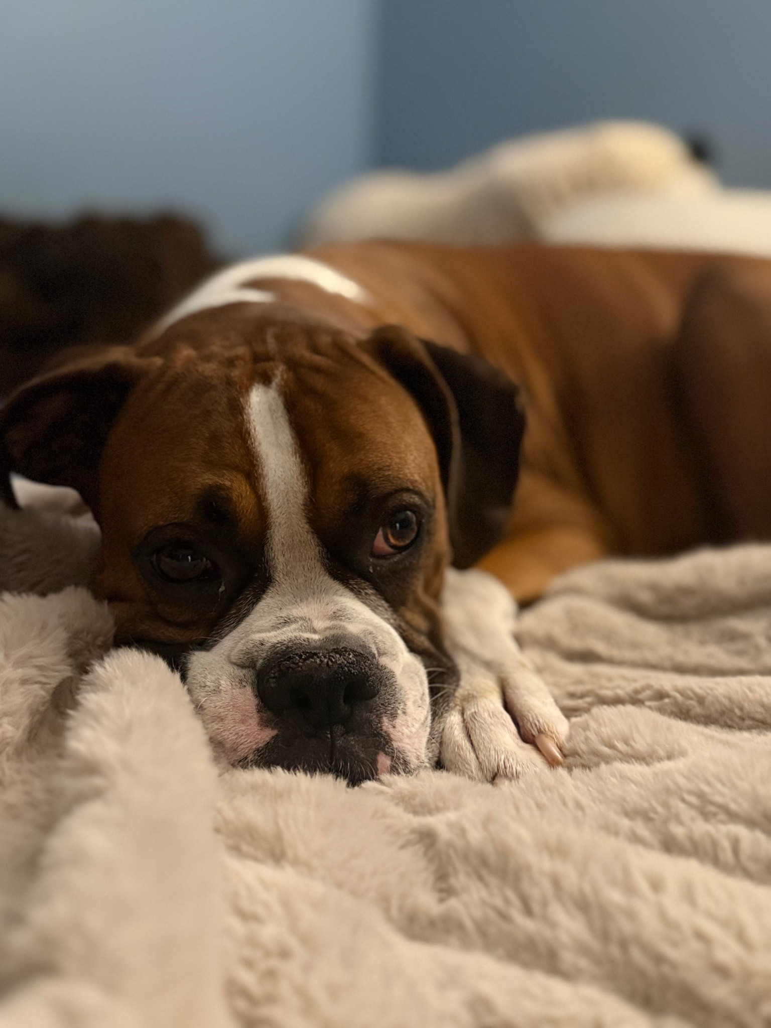 My boxer, Bruno has taken over my blanket. I have to admit it’s super soft and he has good taste🤣🤣

#LTKFindsUnder50 #LTKHome #LTKPets