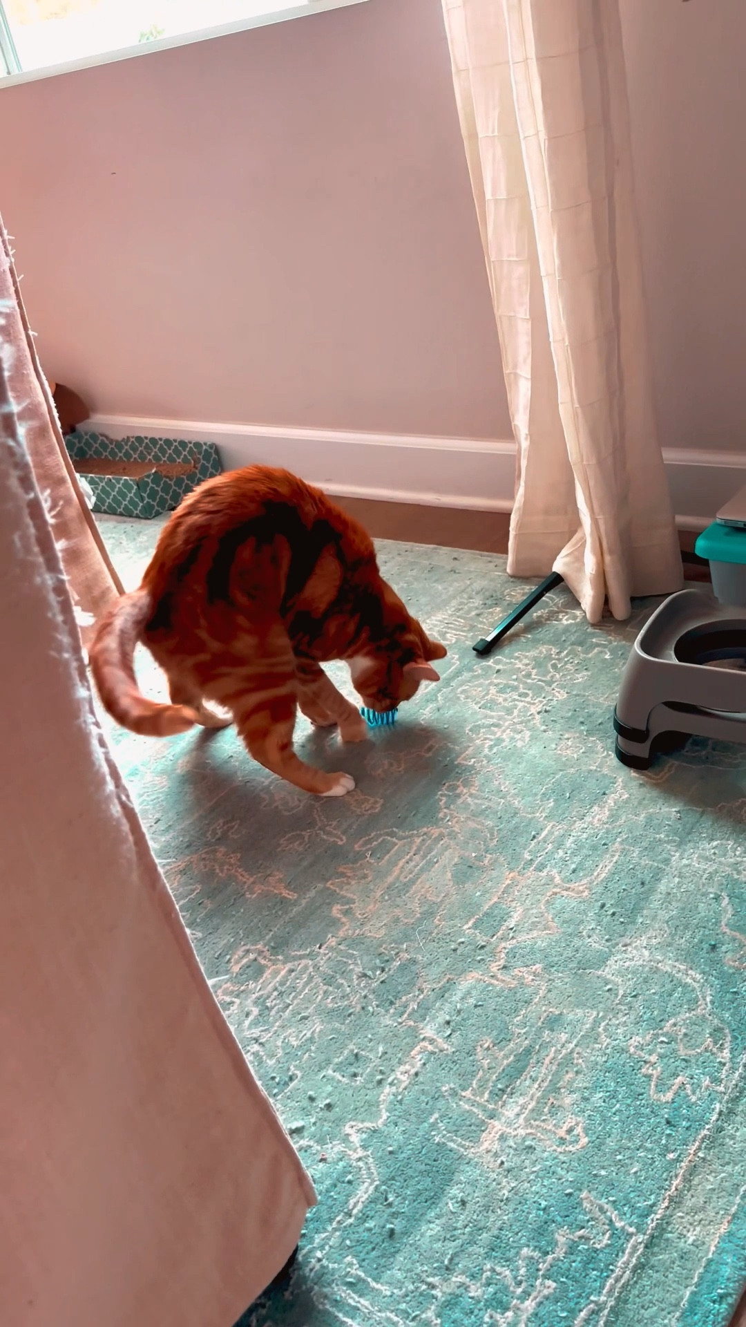 Our cats love these simple Colorful Springs Cat Toy by Frisco that come in a 10 count for under $5. 

Would make a great stocking stuffer for your cat 

#LTKGiftGuide #LTKPets #LTKHoliday