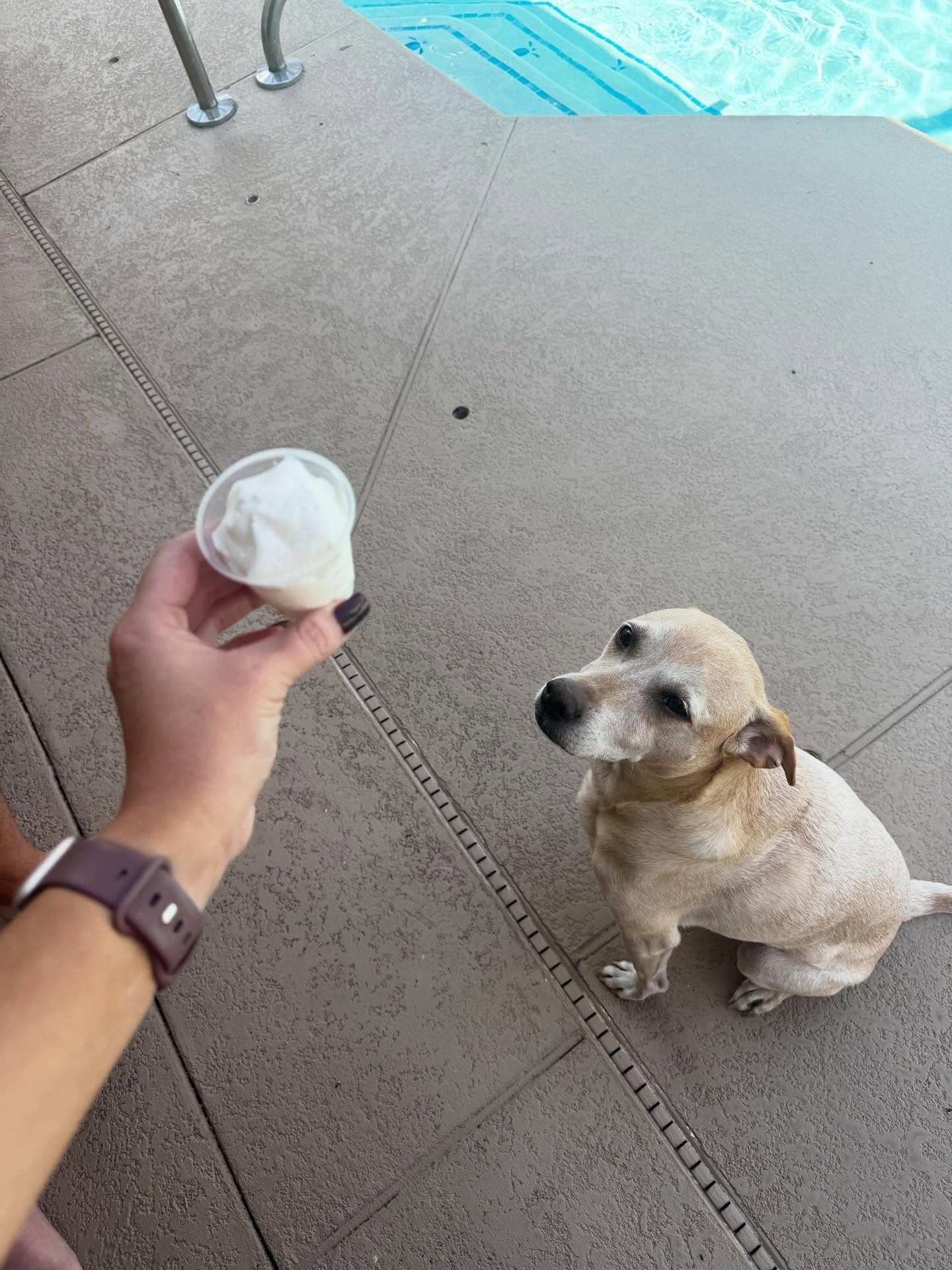 Happiness in its purest form 🐾🐕💖✨ Happy Thursday! Copper and his pup cup here to remind everyone to slow down and enjoy the little things 💕