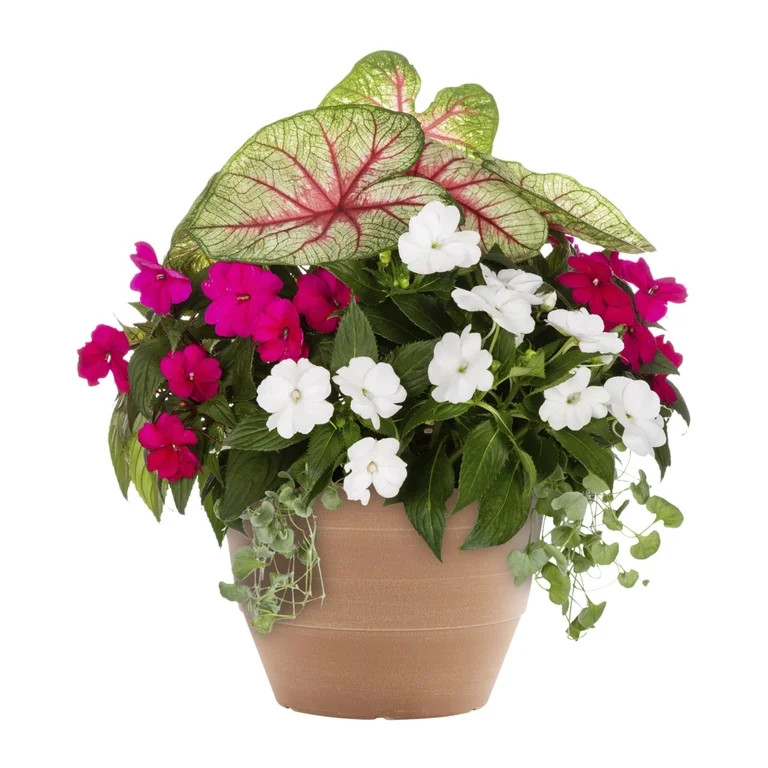 Better Homes & Gardens 2.5gal Multicolor Calibrachoa Dicondra Sunpatiens Live Annual Plant Decora... | Walmart (US)