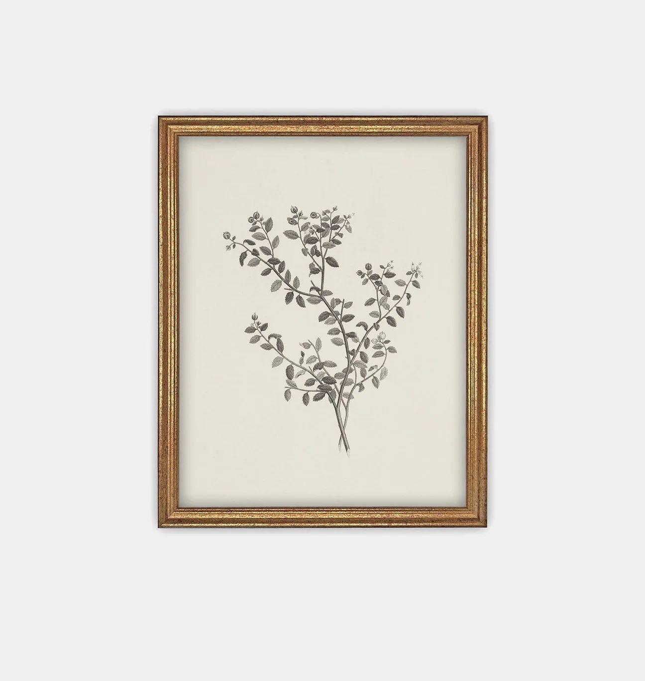 Botanical Sketch Framed Print | Amber Interiors