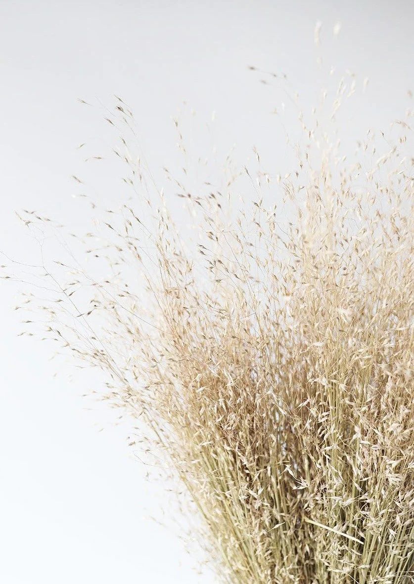 Dried Indian Rice Grass - 22" | Afloral (US)