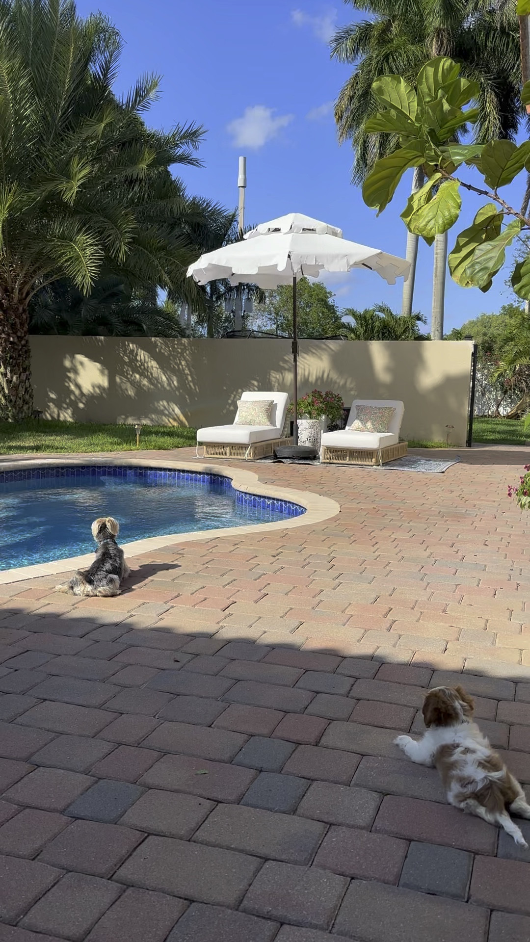 Outdoor umbrella, pool loungers, outdoor rug, outdoor pillows 