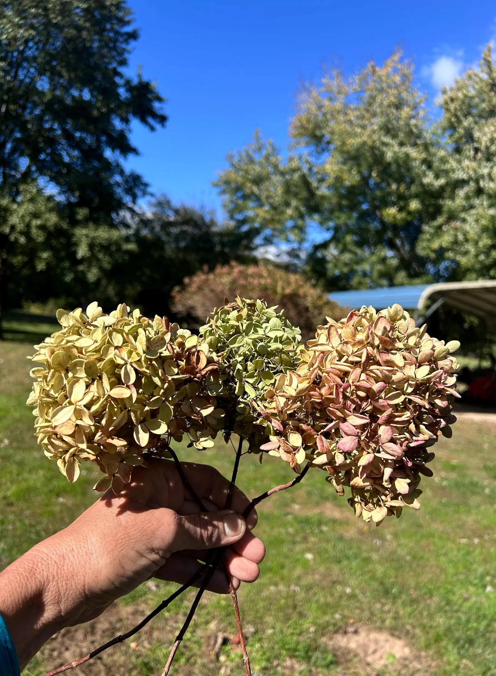 Dried Hydrangea W/ Late Season Fall Colors of Blooms W/ Stems of Limelight Paniculata, an Autumna... | Etsy (US)