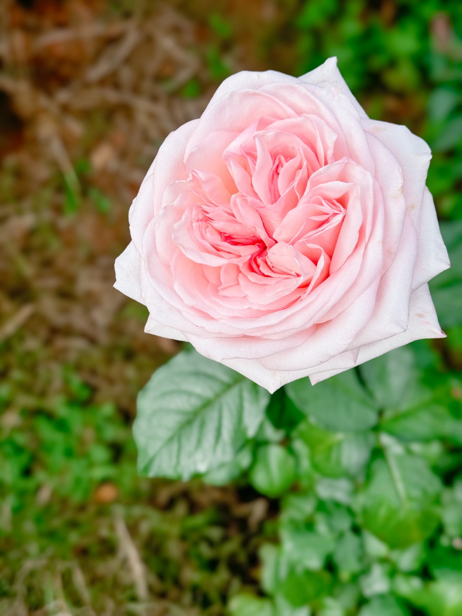 I can’t wait to see Pink O’Hara again this spring! 

#LTKSpringSale #LTKspringtrends #LTKspring