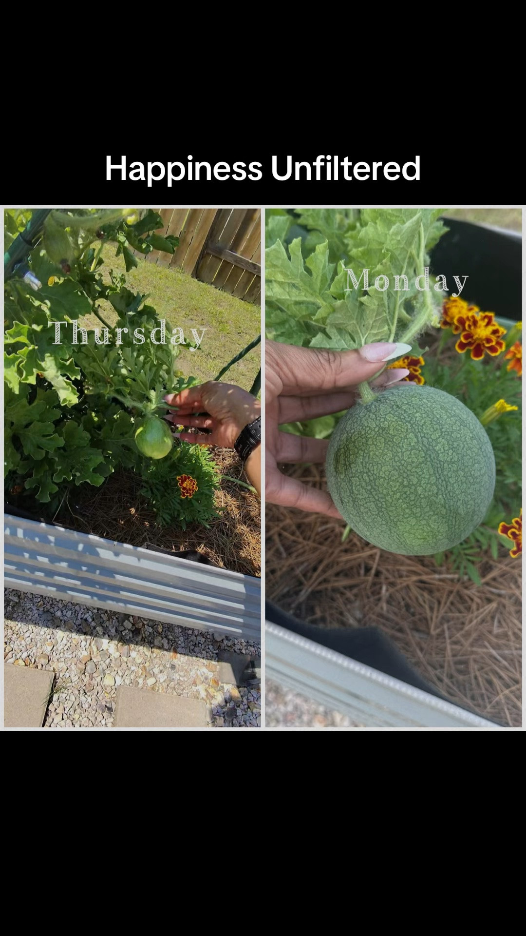 Thursday ➡️ Monday 🍉
The growth in just a few days has me SO excited! Happiness unfiltered… this garden brings me so much joy 💚✨

#GardenTok #WatermelonGrowing #SugarBabyWatermelon #RaisedBedGarden #HomeGardenGrower

#LTKSeasonal #LTKHome #LTKselfcare