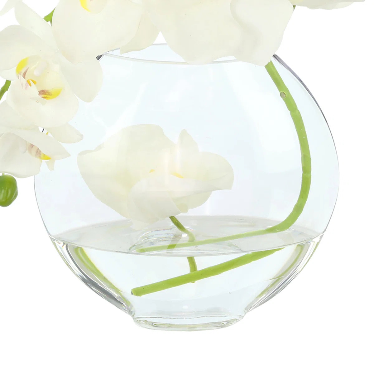 Orchid in Flat Glass Vase | Perigold