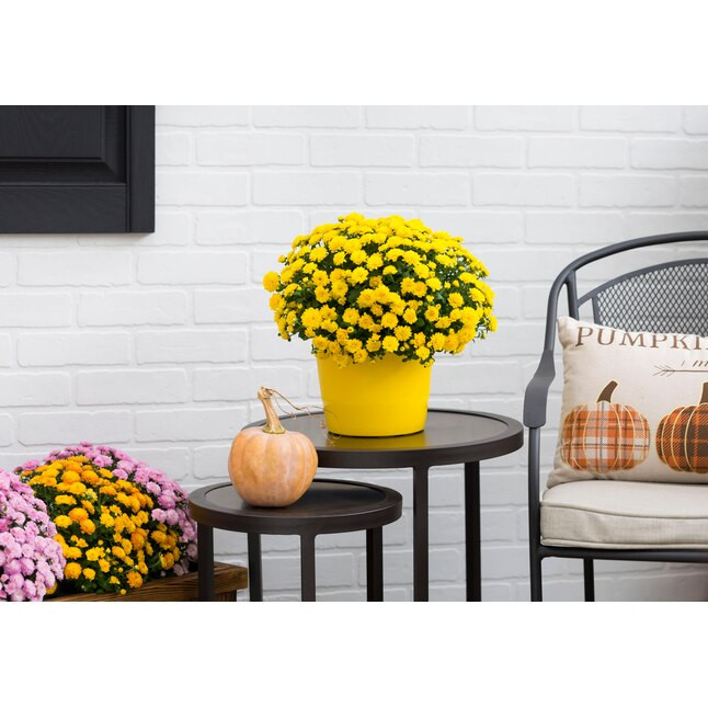 Lowe's Yellow Mum in 3-Quart Pot | Lowe's