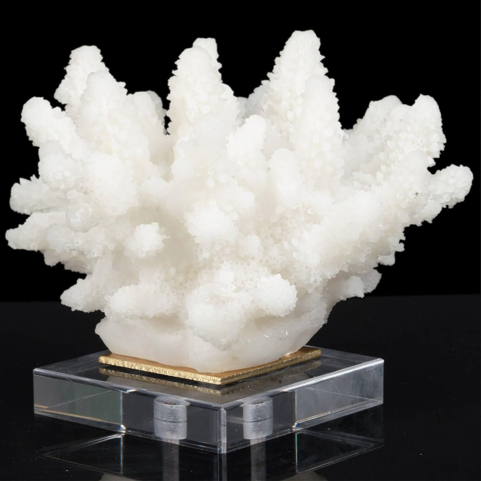 Faux Coral Decor - Resin Coral Home Decor with Acrylic Base - White | Amazon (US)