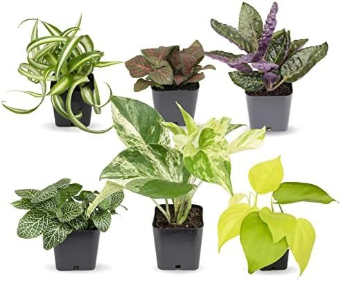 Easy to Grow Houseplants (6 Pack), Live House Plants in Plant Containers, Growers Choice Plant Se... | Amazon (US)