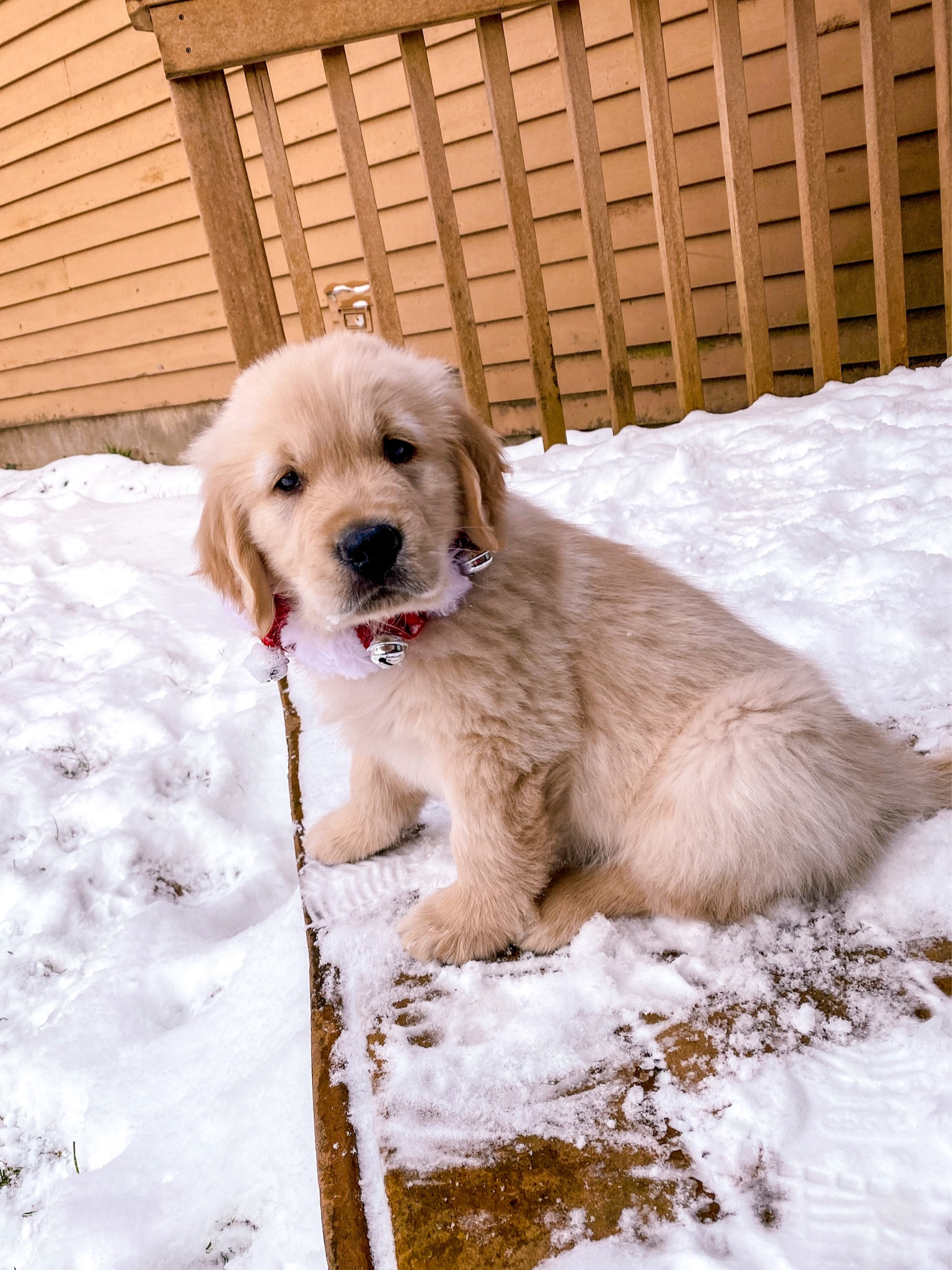 Similar jingle collars! 

#LTKSeasonal #LTKstyletip #LTKHoliday