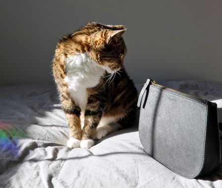 The cat’s out of the bag! Sharing my review of the Waverley 2 bag from Lo & Sons on waywardblog.com 

#LTKitbag #LTKSpringSale #LTKSeasonal