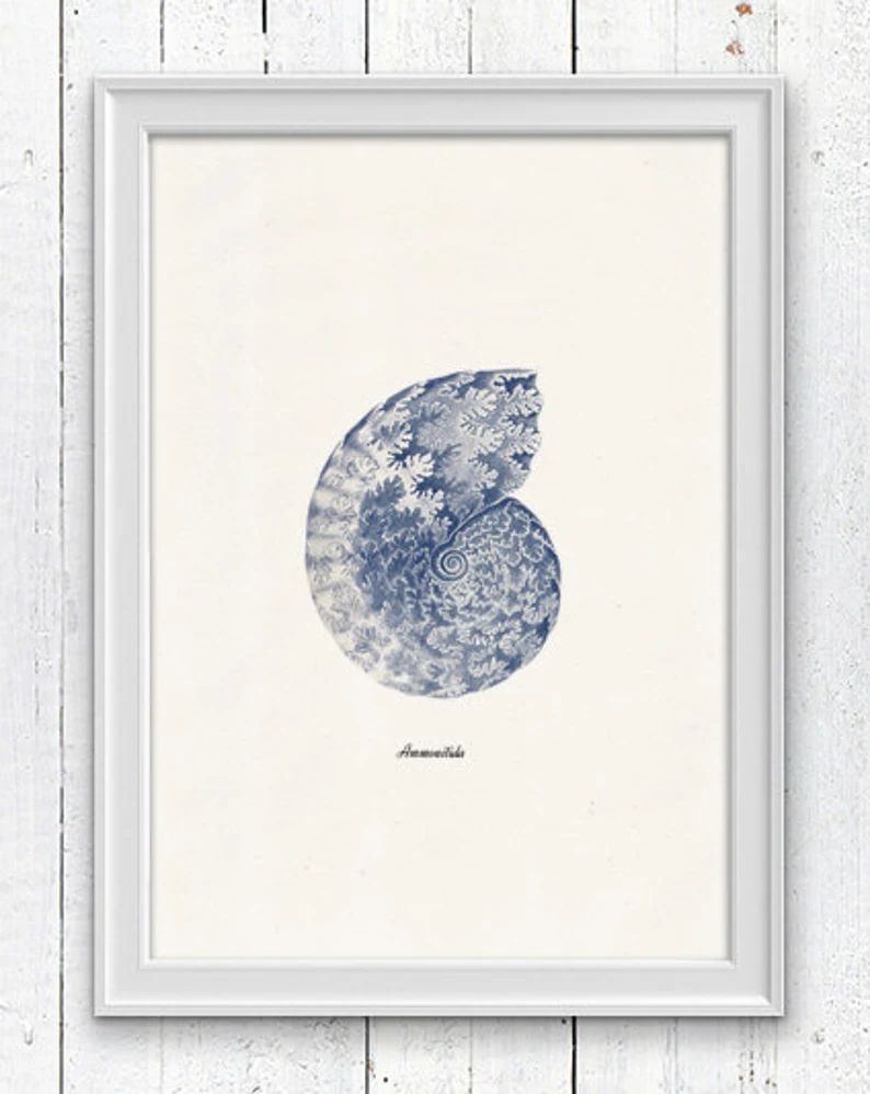Sea shell  in blue - Nautilus 1 (Ammonitida) Sea life print -  seashells wall art home decor -A 4... | Etsy (US)