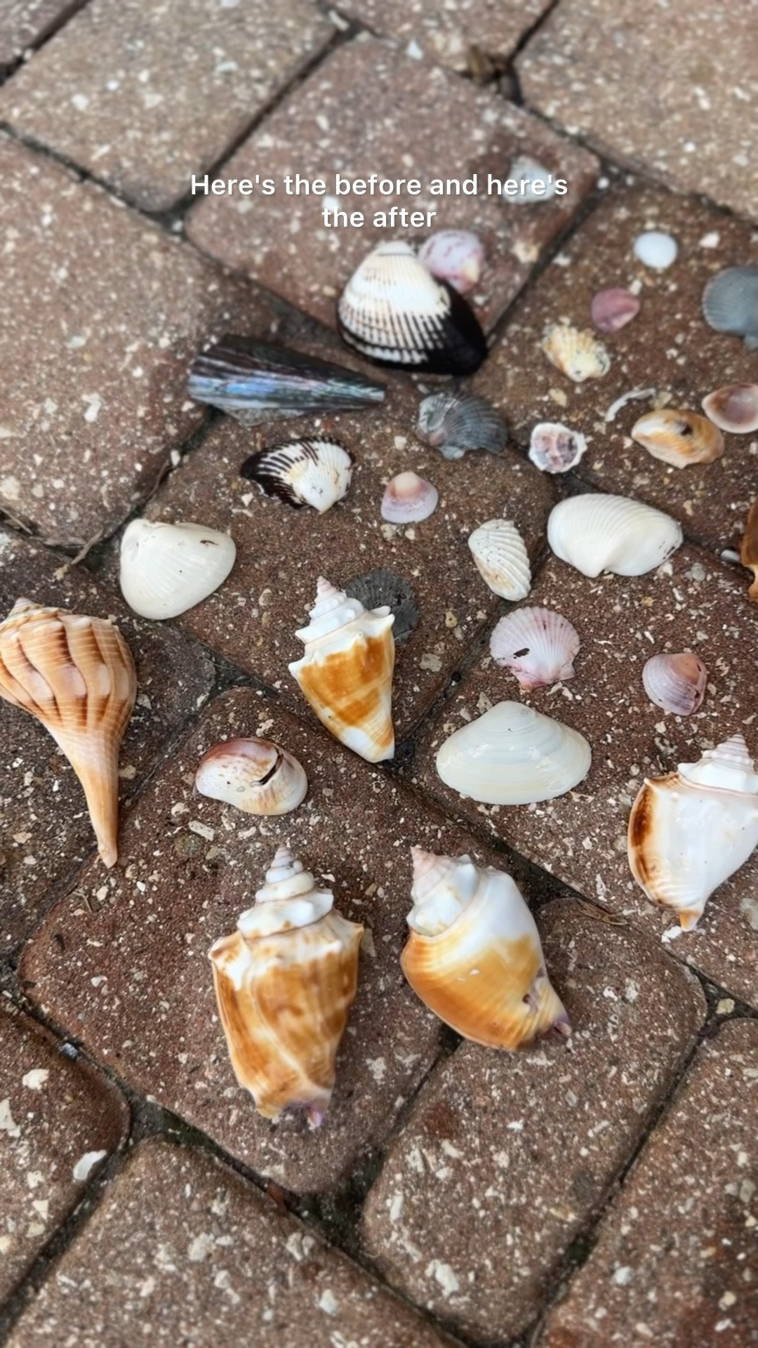 This is the solution we used to clean our shells! 