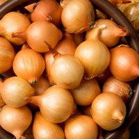 1 lb. Yellow Onion Sets Grown Naturally | Stuttgarter Bulbs - Grow All Year Inside Or Out | Etsy (US)