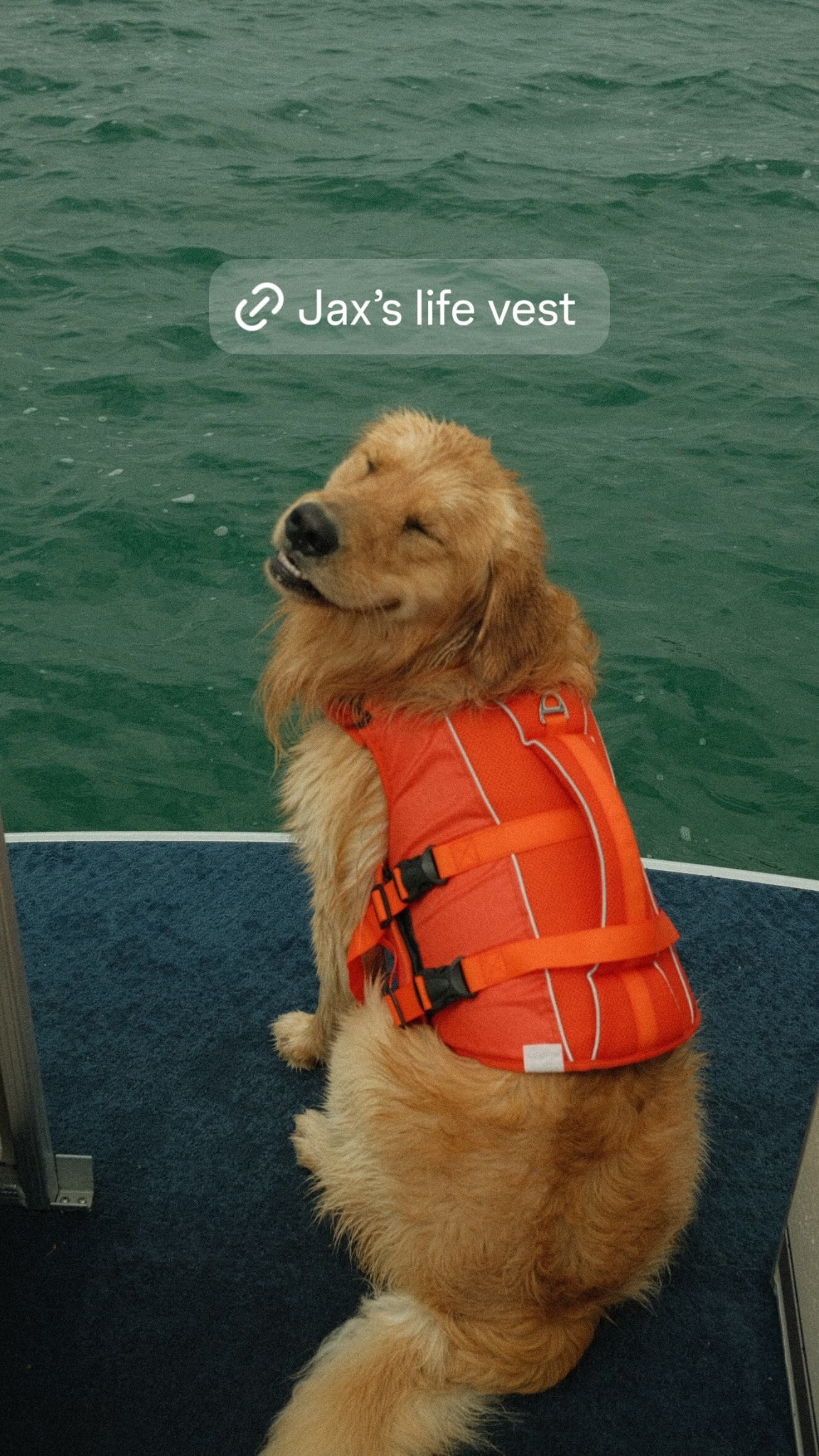 life vest for dogs!

#LTKdayinmylife #LTKActive #LTKTravel
