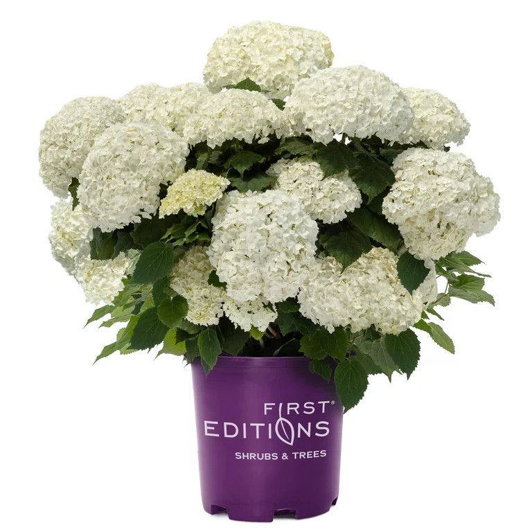 First Editions FlowerFull Hydrangea Live Shrub in 2-Gallon Grower Pot | Walmart (US)