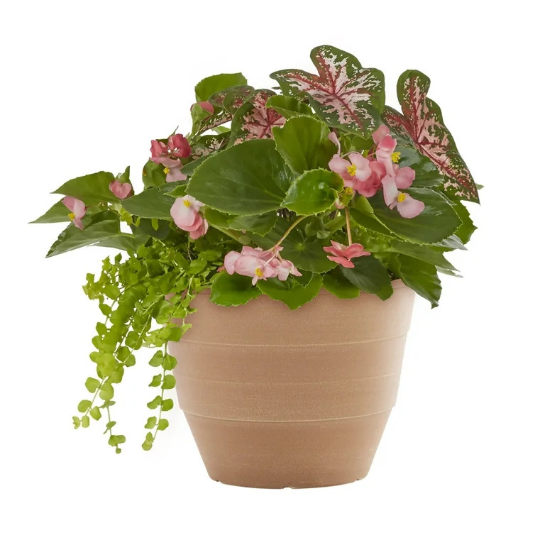Better Homes & Gardens 2.5gal Multicolor Begonia Caladium Lysimachia Live Annual Plant Decorative... | Walmart (US)