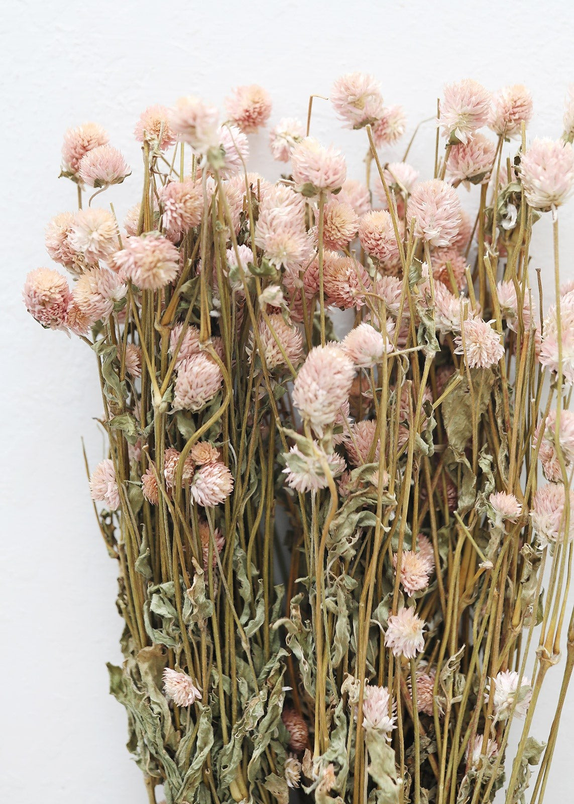 Pink Dried Globe Amaranth Flowers - 20-24" Tall | Afloral (US)