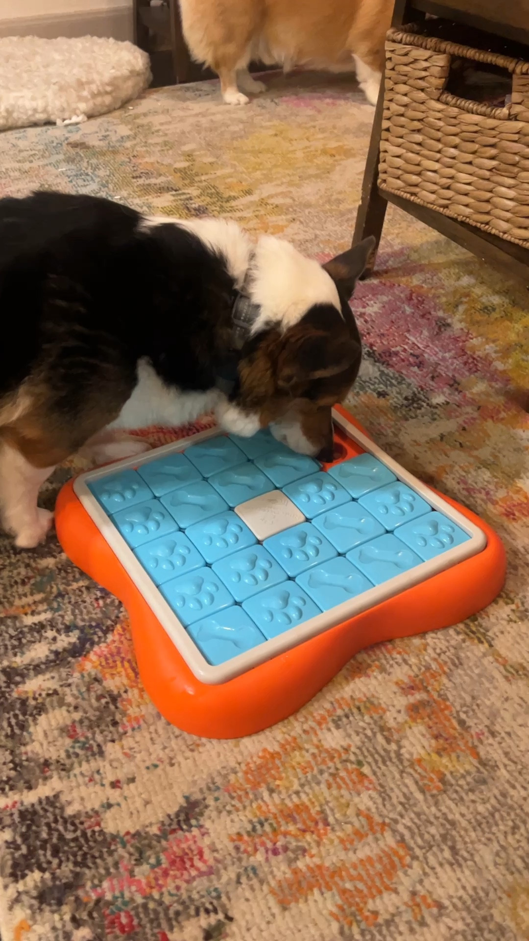 The best puzzle toy feeder for a rainy day 🐶

#LTKhome #LTKfindsunder50 #LTKGiftGuide