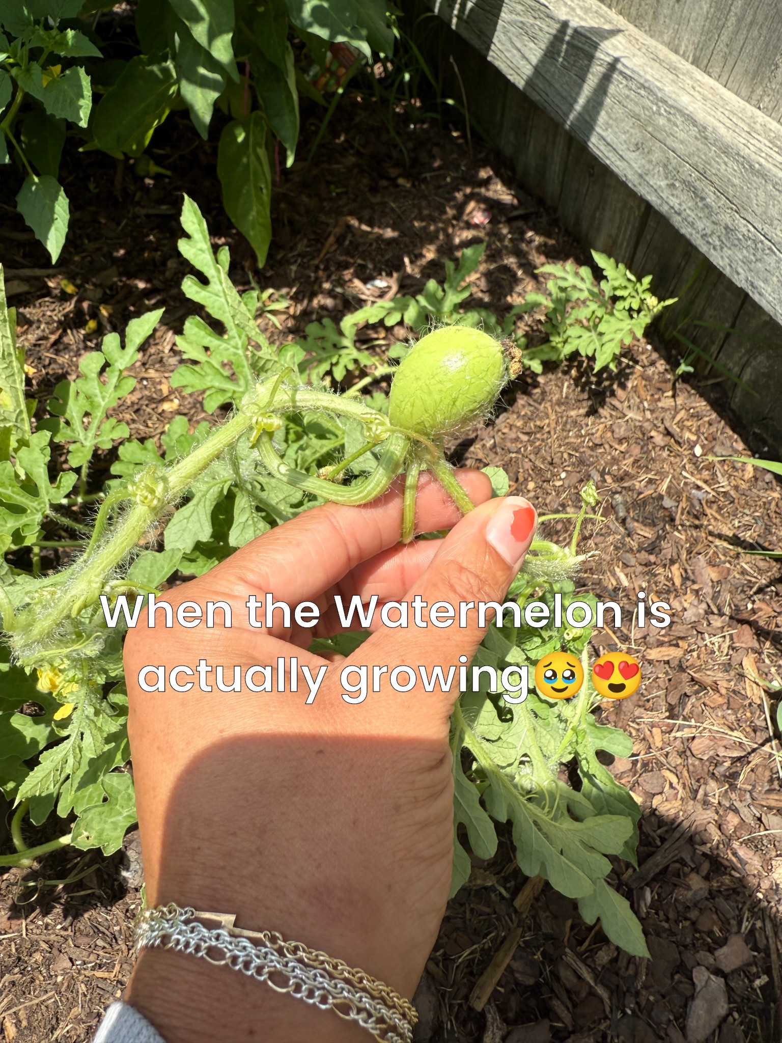 This is your sign to start that garden, besties😭😍🙌🏽 so proud!!!  My baby boy played this seed and made it sprout, then we transferred it to the ground🥹 I’m so proud!💗 

#LTKFindsUnder50 #LTKHome #LTKFamily