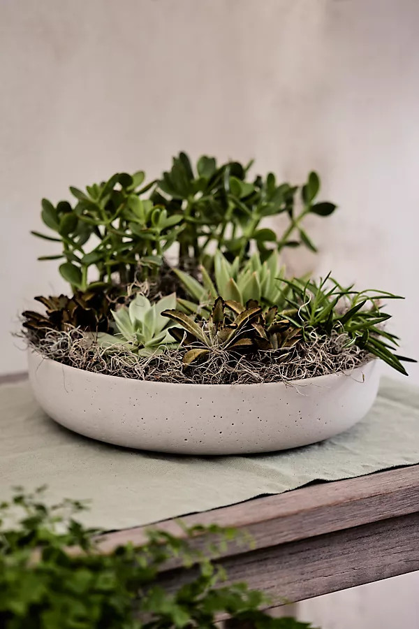 Wide Sandstone Fiber Bowl Planter | Anthropologie (US)