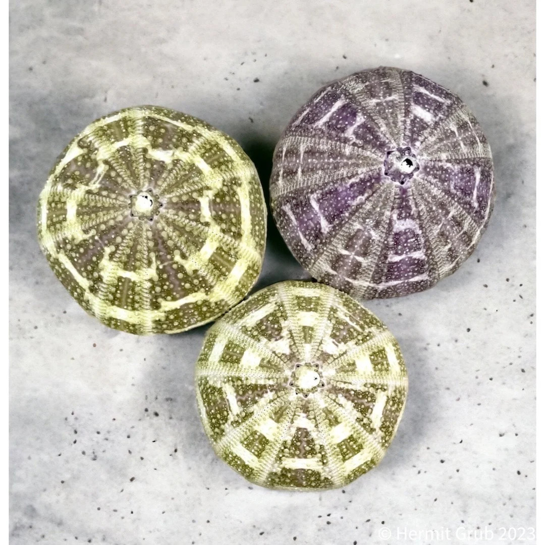 Only 5 left and in 1 cart | Etsy (US)