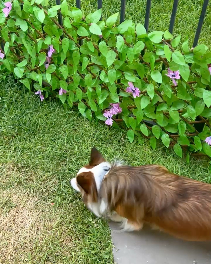 the perfect fence cover up! 

#LTKSeasonal #LTKSaleAlert #LTKHome