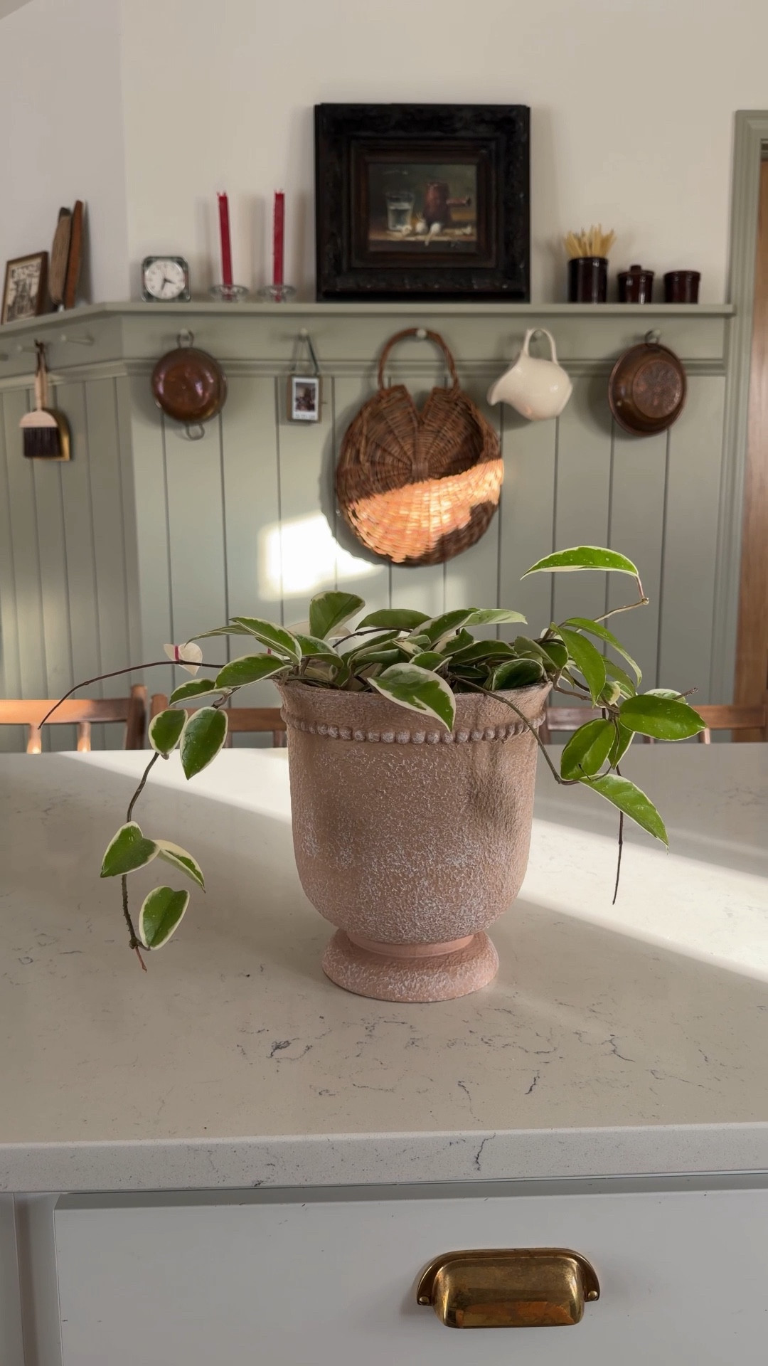 This planter is under $20 and I linked the same variety Hoya here  

#LTKHome #LTKFindsUnder50