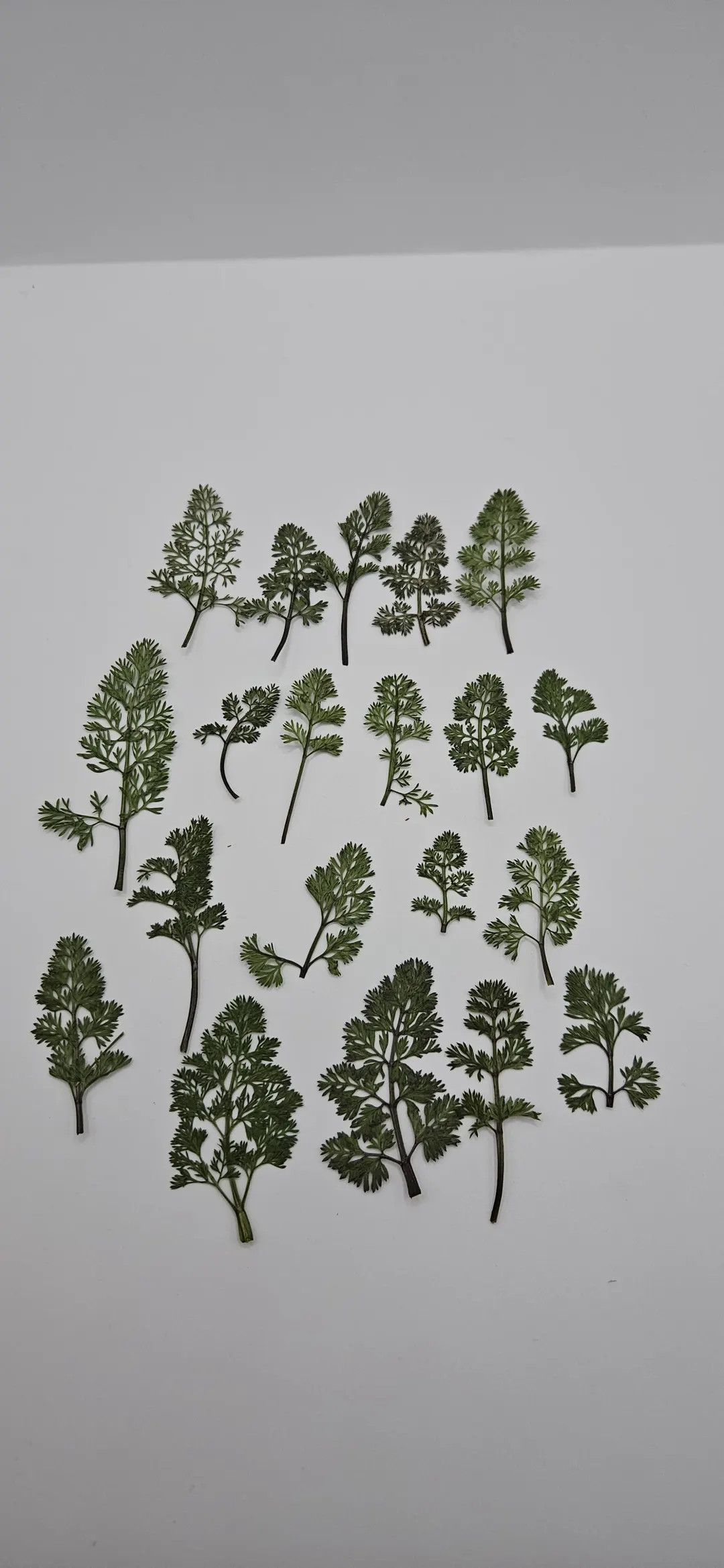 Pressed Small Greenery, Set of 30 - Etsy | Etsy (Global)